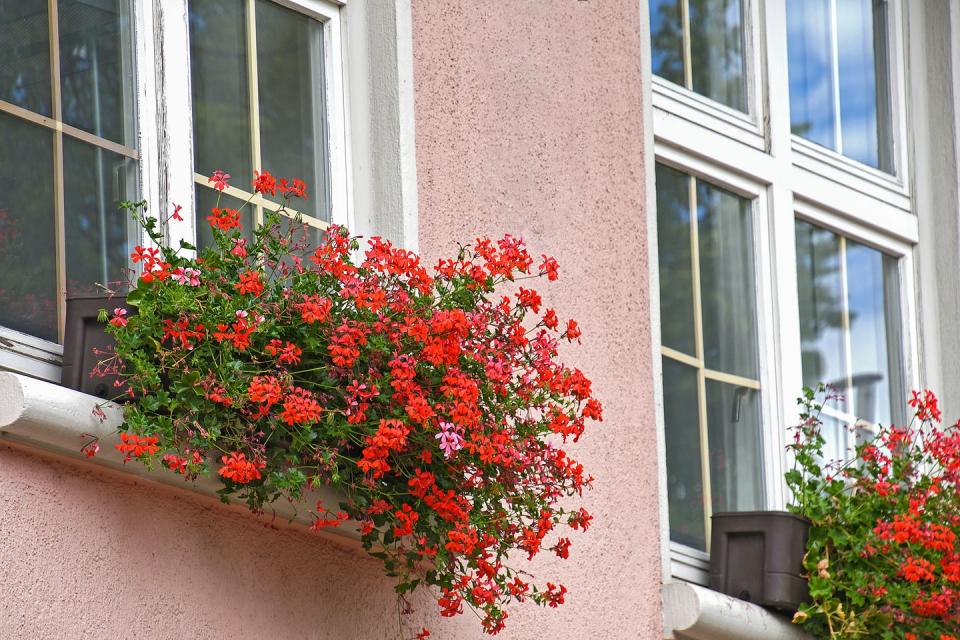 best indoor and outdoor hanging plants ivy geranium