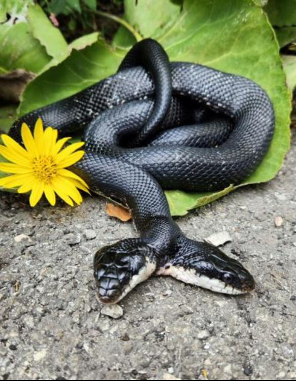 A two-headed female rat snake is recovering after surgery at the Saint Louis Zoo in Missouri.