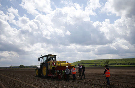 Workers planting pumpkins at Poskitts farm in Goole, Britain May 23, 2016. REUTERS/Andrew Yates