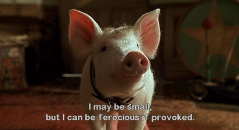 pig with the text, i may be small but i can be ferocious if provoked