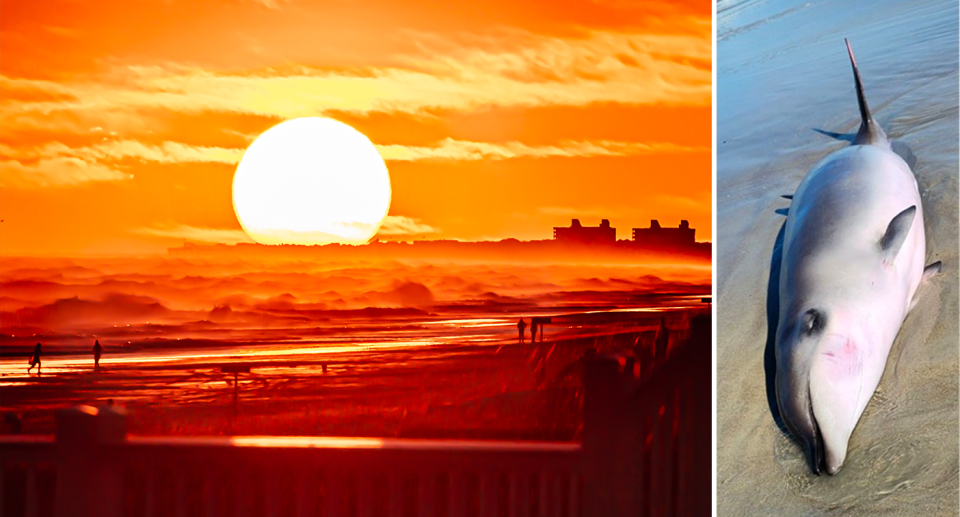 Left - sunset at Emerald Isle. Right - the dead whale.