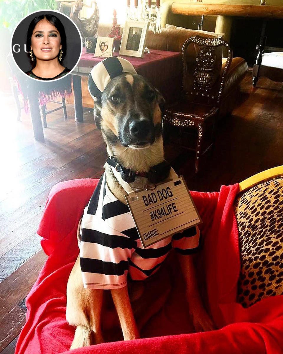 <p>Hayek had a full house, without even going to a Halloween party. The actress outfitted her dogs as a prisoner (as pictured here) and others as <a rel="nofollow noopener" href="https://www.instagram.com/p/BMPK9a4A2Vo/?taken-by=salmahayek&hl=en" target="_blank" data-ylk="slk:a dragon and a pumpkin;elm:context_link;itc:0;sec:content-canvas" class="link ">a dragon and a pumpkin</a> in a post wishing everyone a happy holiday. (Photo: <a rel="nofollow noopener" href="https://www.instagram.com/p/BMPK9a4A2Vo/?taken-by=salmahayek&hl=en" target="_blank" data-ylk="slk:Instagram;elm:context_link;itc:0;sec:content-canvas" class="link ">Instagram</a>/Getty Images) </p>