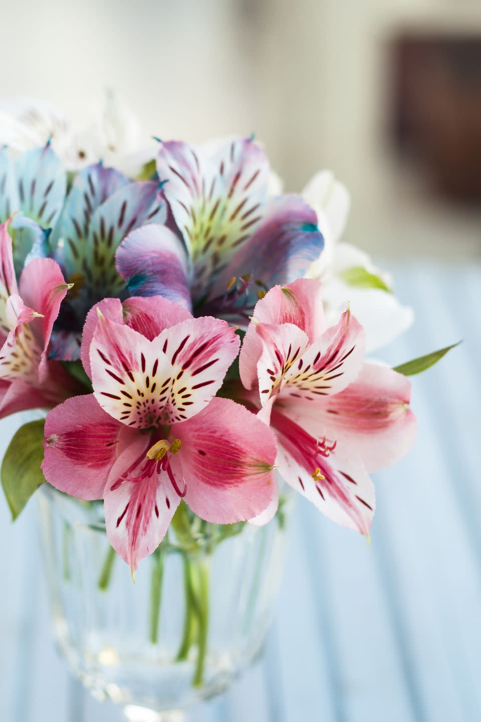 Alstroemeria