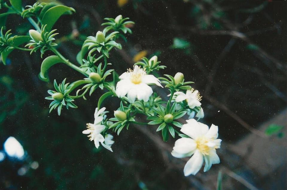 Barbados gooseberry (Pereskia aculeata) is a vining species that can climb 20 feet high in sun or light shade.