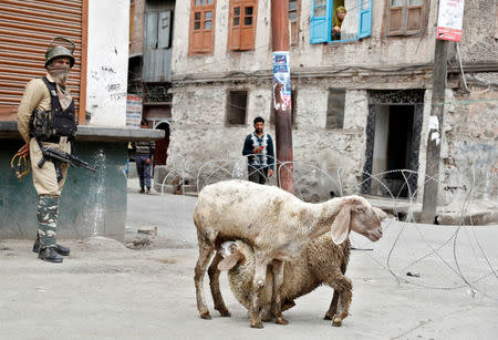 A lamb feeds her baby beside a security check point in Srinagar, Kashmir, India May 21, 2017. REUTERS/Cathal McNaughton