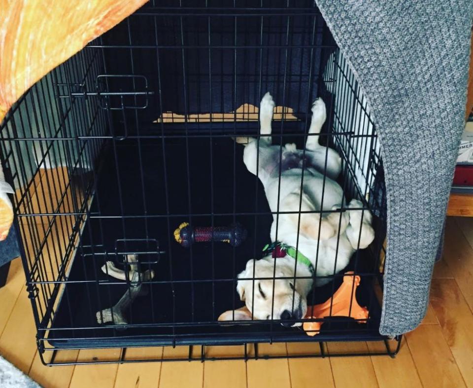 Beau in his crate while the author teaches her classes remotely during the pandemic. (Photo: Courtesy of Tracy Strauss)