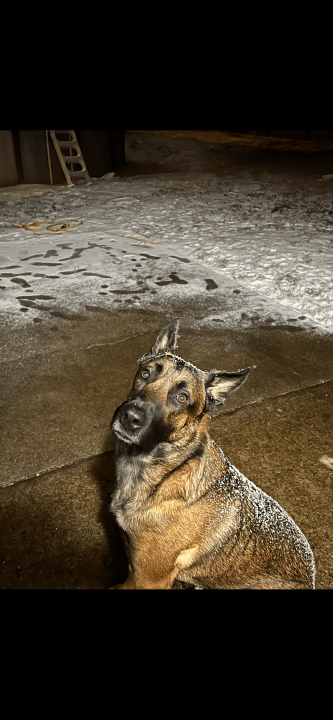 Krash is enjoying the snowfall in Christiana (Courtesy: Brandy Ables)