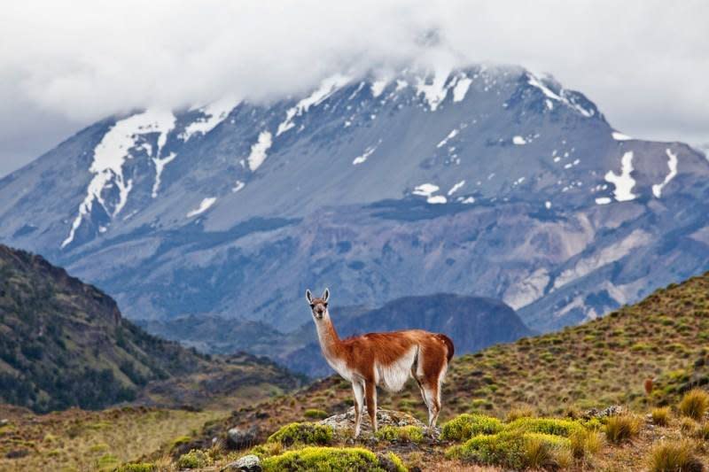 智利的普馬林國家公園（Parque Pumalín）。（取自Tompkins Conservation臉書）