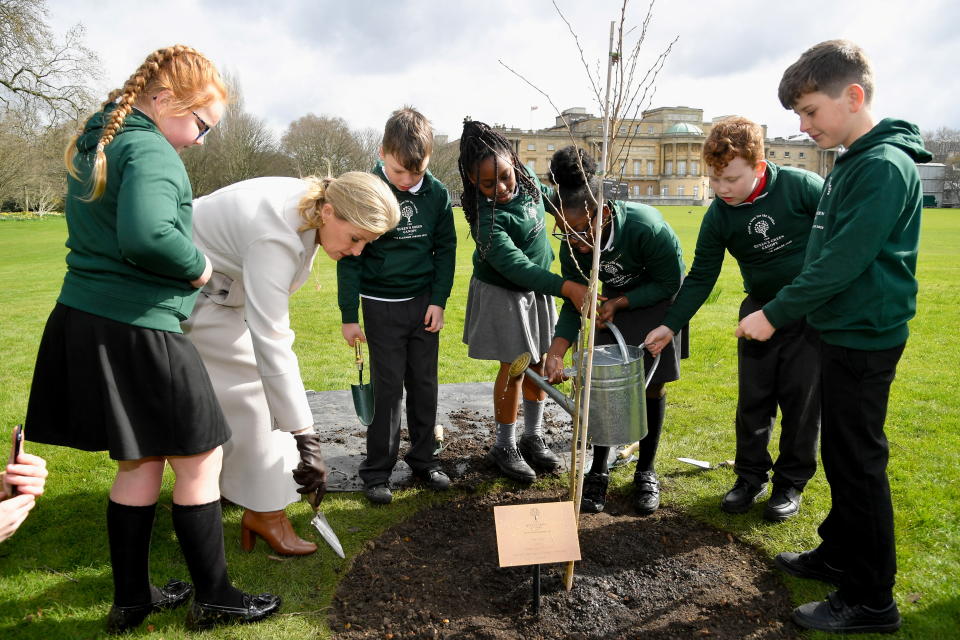 The Countess of Wessex joins year four pupils from Grange Park Primary School in Shropshire, tp plant a Jubilee tree in the Buckingham Palace Garden, marking the end of the official tree planting season for The Queen's Green Canopy, a UK-wide Platinum Jubilee initiative which will create a lasting legacy in tribute to the Queen's 70 years of service to the nation, through a network of trees planted in her name. Picture date: Thursday March 31, 2022. (Photo by Toby Melville/PA Images via Getty Images)