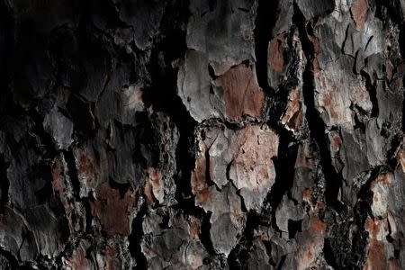 Close up of pine bark along the first fairway during 2017 Masters practice round play at Augusta National Golf Club in Augusta, Georgia, U.S. April 4, 2017. REUTERS/Jonathan Ernst