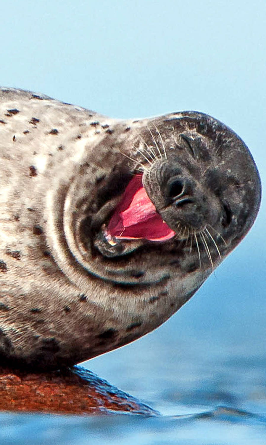 Animals happy on a blue Monday