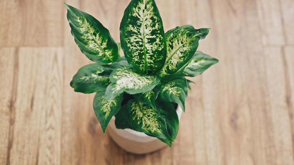 plants harmful to dogs dieffenbachia