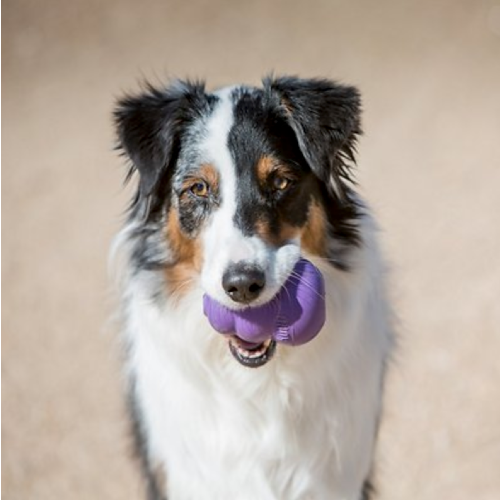 Kong Senior Dog Toy. (Photo: Chewy)