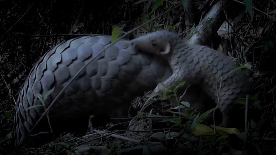 Pangolin pup on mothers back