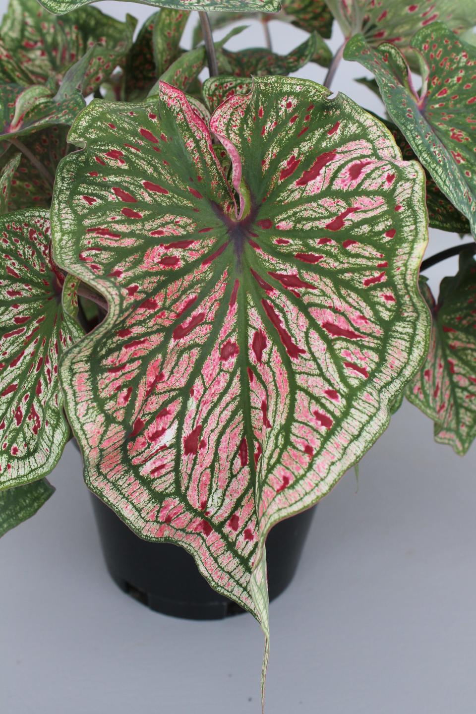 Spicy Lizard is a new caladium variety developed by the University of Florida.