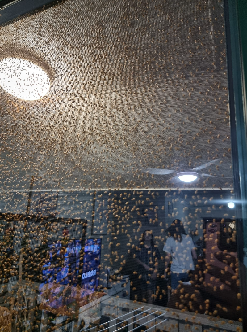 The beetle swarm pictured covering a screen door at the Lismore home on NSW.