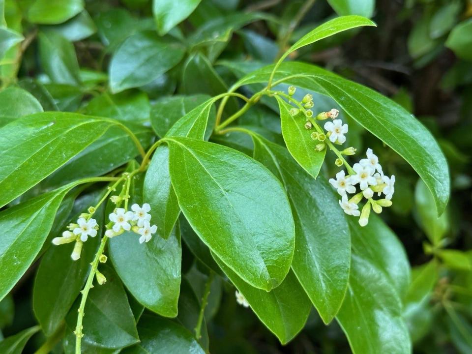 Fiddlewood is great for hedges and has fragrant flowers as well.