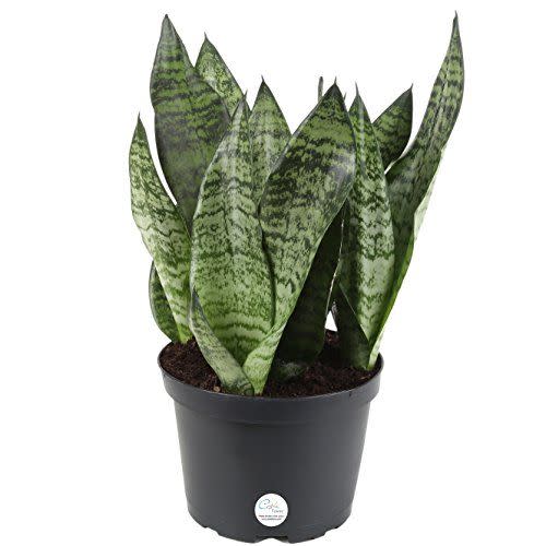 11) Sansevieria Snake Plant