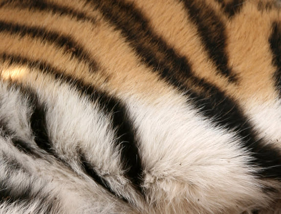 The colors and patterns of Amur tiger coats allow the animals to blend seamlessly with the surrounding landscape. The fur of these coats is also longer and denser than the coats of other tiger subspecies, which allows the Amurs to endure harsh