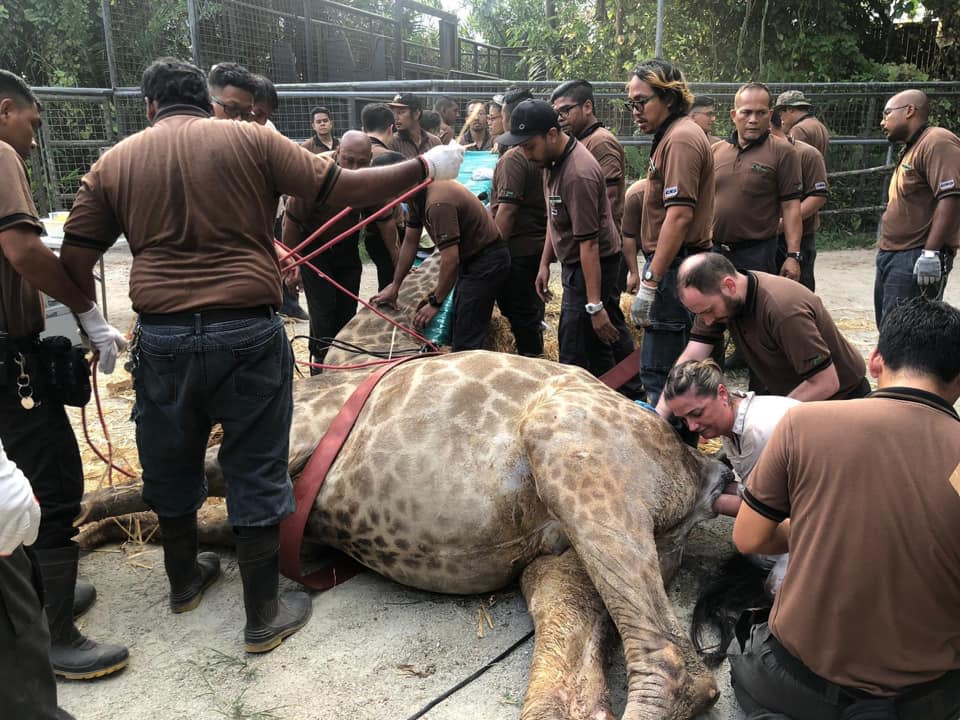 Vets and zookeepers from the Singapore Zoo trying to resuscitate Lucy the giraffe after she experienced difficulties giving birth to her first calf on 5 February. (PHOTO: Facebook/Wildlife Reserves Singapore)