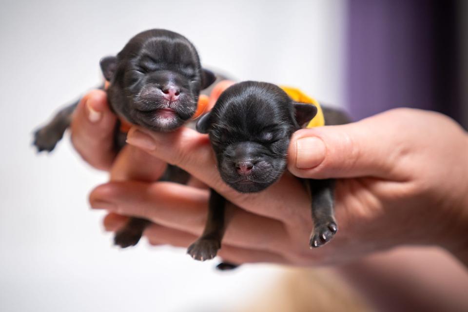  Tibetische Spaniels, wie die hier gezeigten Welpen, leben ungefähr 2,7 Jahre länger als der Durchschnittshund. - Copyright: Anita Kot/Getty Images