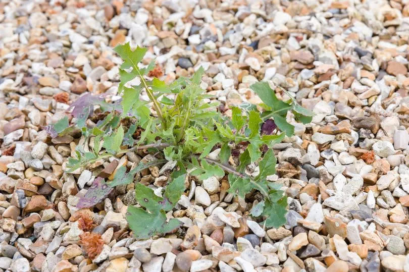 While not harmful, weeds can be seriously irritating, and get you furiously searching how to get rid of them (stock image)