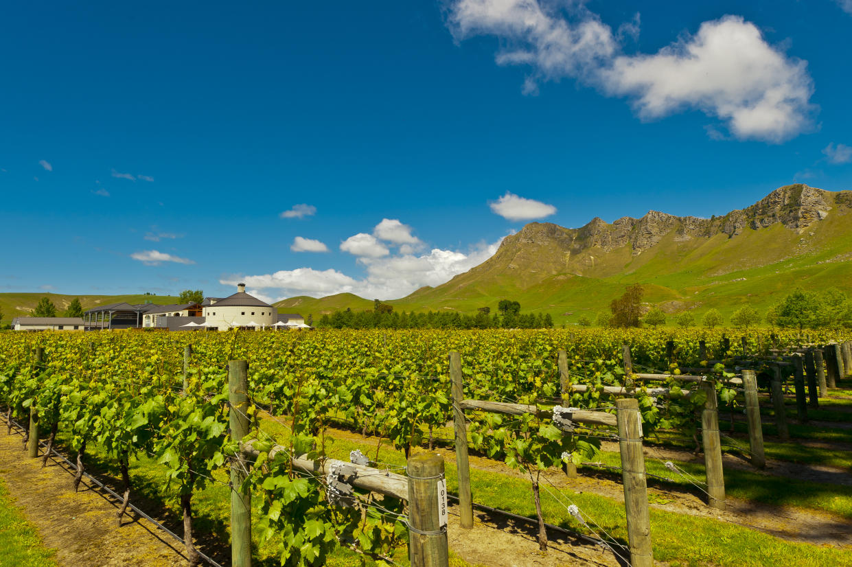 The luscious vines of Hawke’s Bay, NZ Photo: Getty