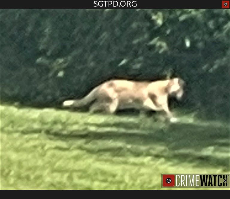 Spring Garden Township Police issued a warning about two large cats in a yard near Mount Rose Cemetery.