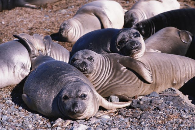 Canary Wharf best place for seal spotting in London