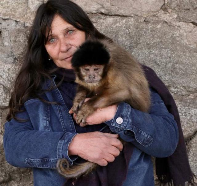 Cierre Del Vivero Del Mono Arriba. Monos Exóticos En El Zoológico Imagen de  archivo - Imagen de monos, vivero: 201872909