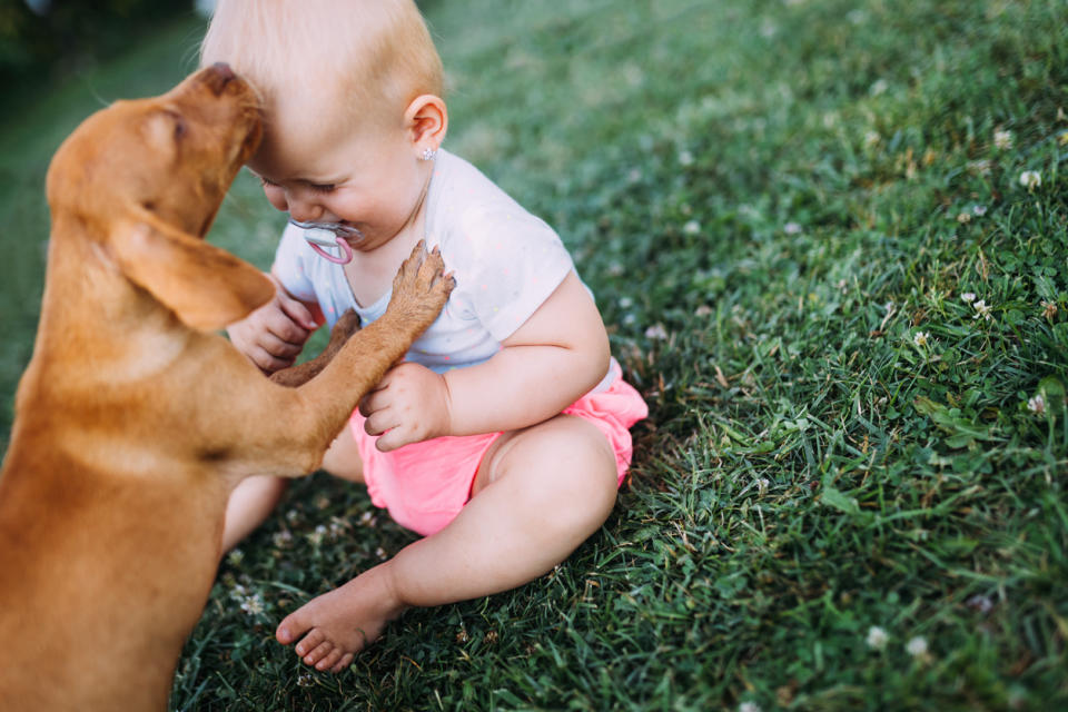 Prepara a tu mascota para recibir al nuevo miembro de la familia. Foto: nd3000 / iStock