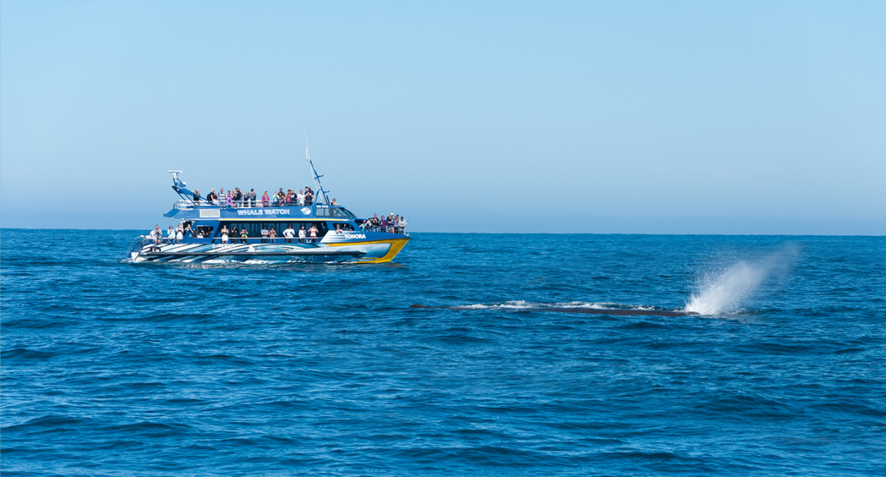 The topography of Kaikoura sees sperm whales venture closer to the town's shore than anywhere else on Earth. Source: Getty