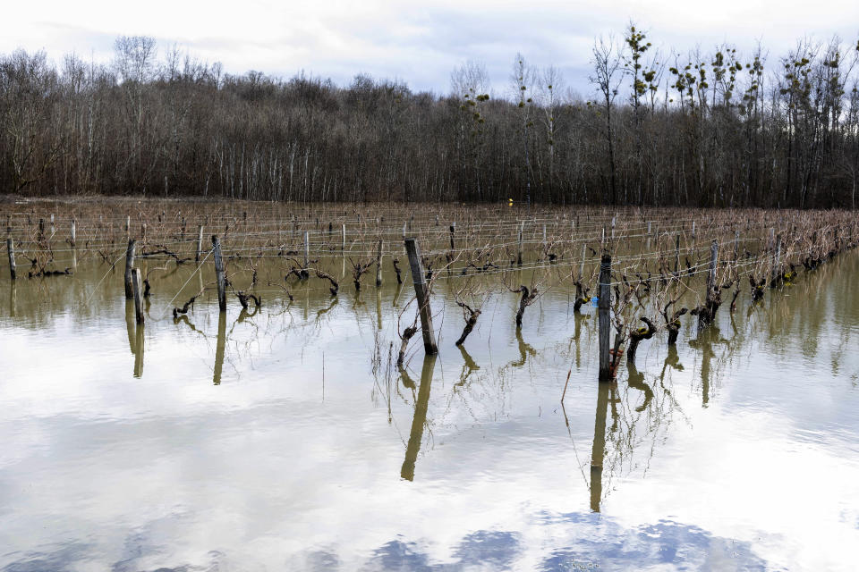 Floodwaters submerge vineyards near Cognac, southwestern France, Sunday, Feb. 7, 2021. Scientists say damaging frost that caused significant economic loss to France’s central winegrowing region this year was made more likely by climate change. A report released Tuesday, June 15, 2021 by a group of researchers who study the link between global warming and weather events suggests that the intense April 6-8 frost in France was particularly damaging due to a preceding warm period in March. (AP Photo/Yohan Bonnet)