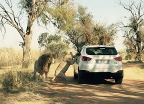 Horrifying moment safari tourist attacked by lion