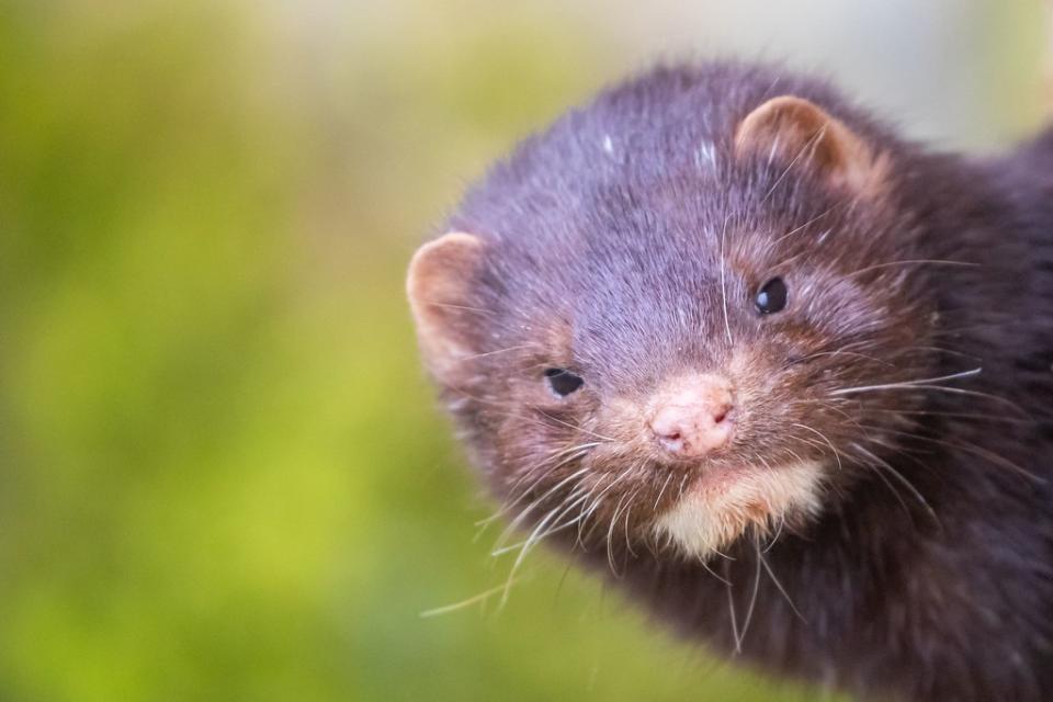 6 American Mink Head