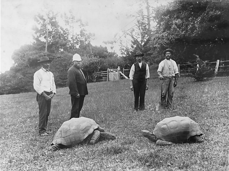 Jonathan (left) with another giant tortoise in 1886