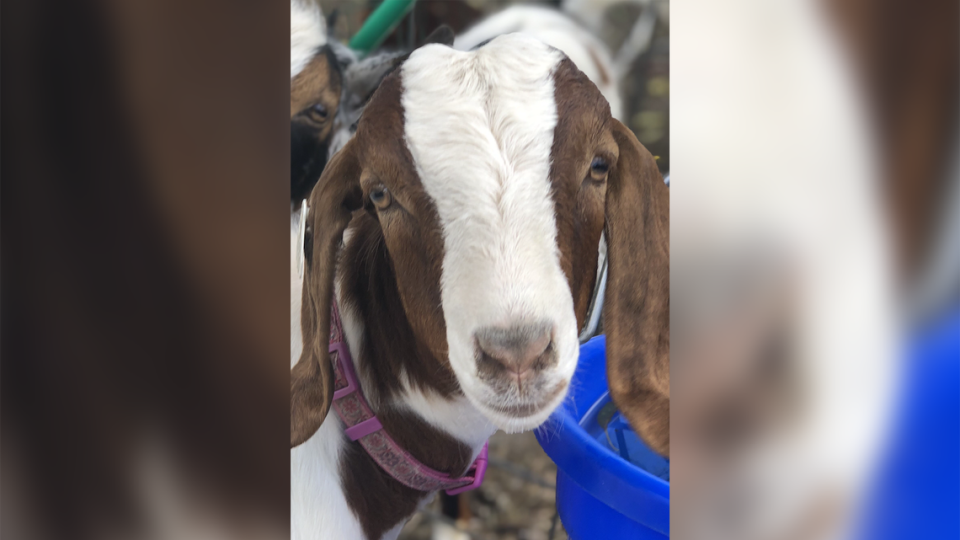Cedar the goat was auctioned off in June 2022 at a Shasta County fair, but the family that owned the goat had second thoughts and offered to pay any losses to keep the pet from being slaughtered.