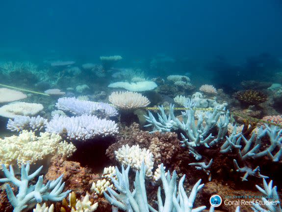 There are ‘winners’ and ‘losers’ among corals as they respond to the accumulating impacts of climate change.