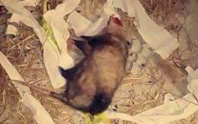 A dead opossum was discovered in the aftermath of the high school prank. Source: Snapchat.