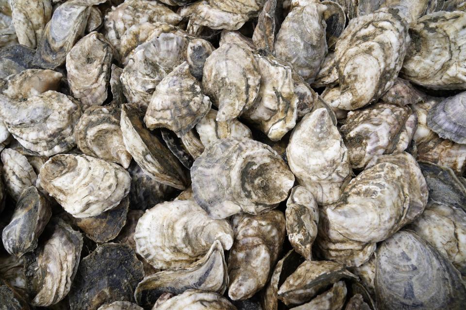 Oyster are collected in a crate, Sunday, April 25, 2021, in Brunswick, Maine. Oysters from the farm are being used to establish a new population in New Hampshire. (AP Photo/Robert F. Bukaty)