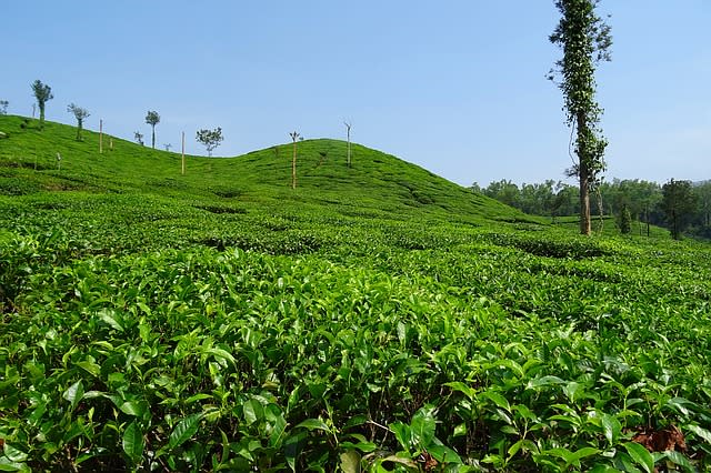 Chikmagalur