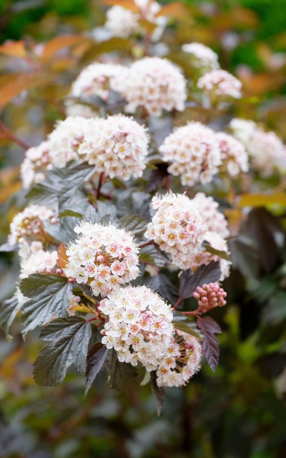 Physocarpus opulifolius ‘Diabolo’ - Alamy