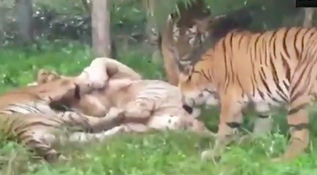 A group of Bengal tigers have savagely killed a rare white tiger. Photo: Newslions