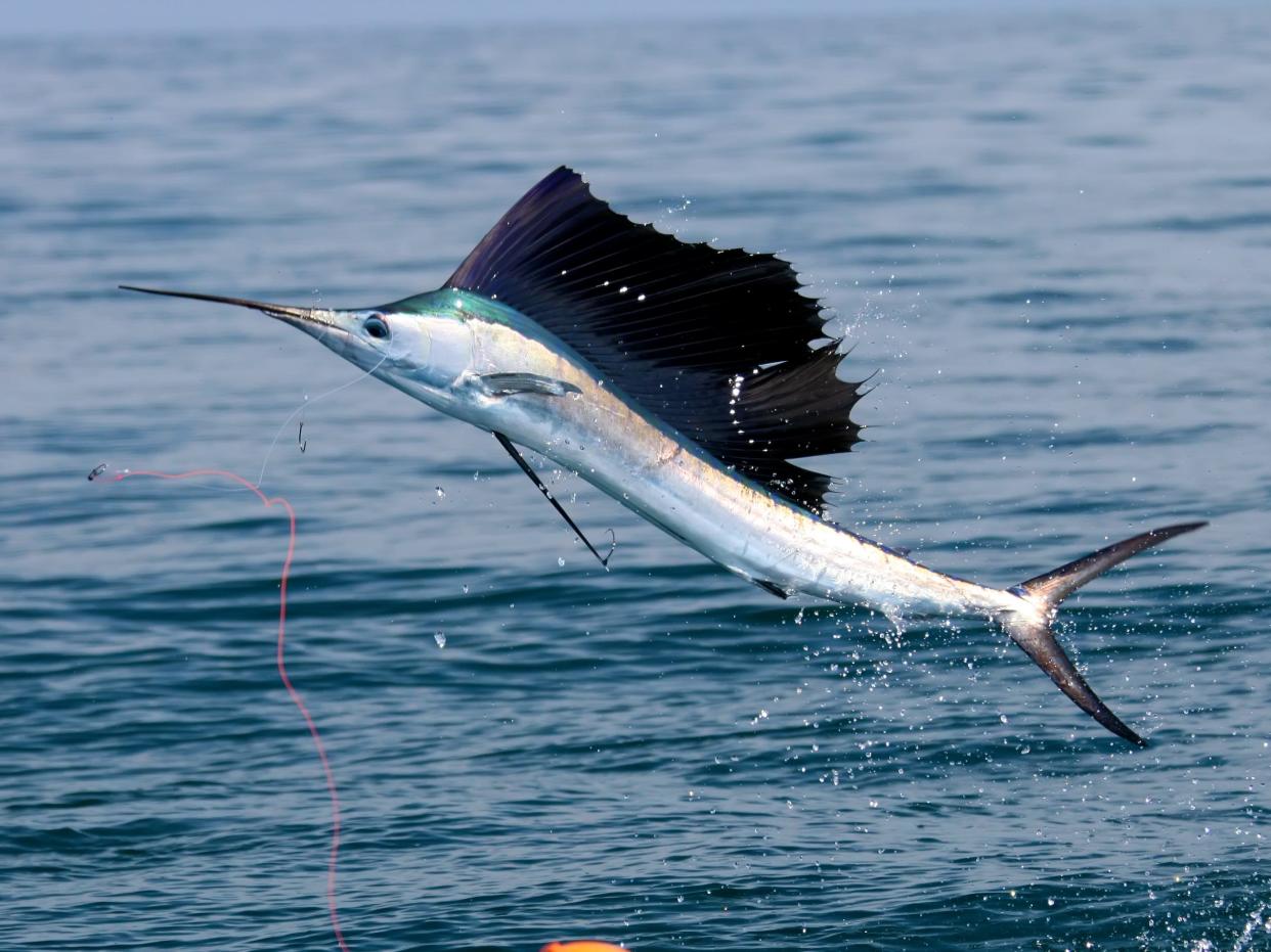 A sailfish leaping.