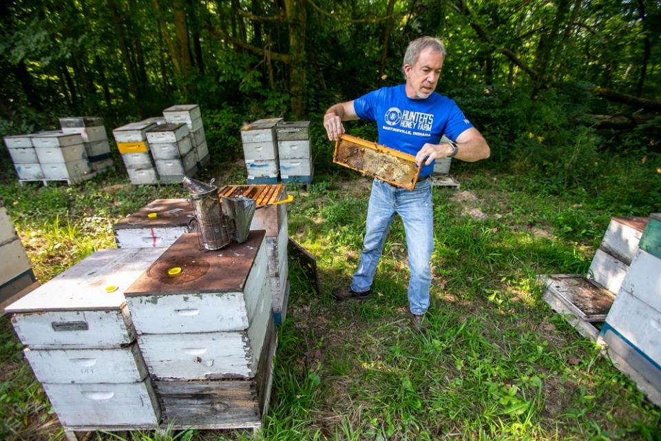 Tracy Hunter carries a strip of honey combs while checking on a bee hive at Hunter's Honey Farm, Tuesday, August 6, 2019, in Martinsville, IN. 