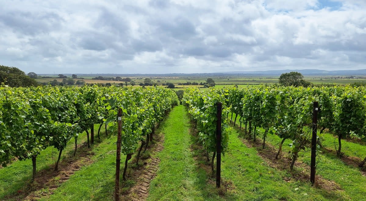 Vines at Henners winery, Sussex (Henners)