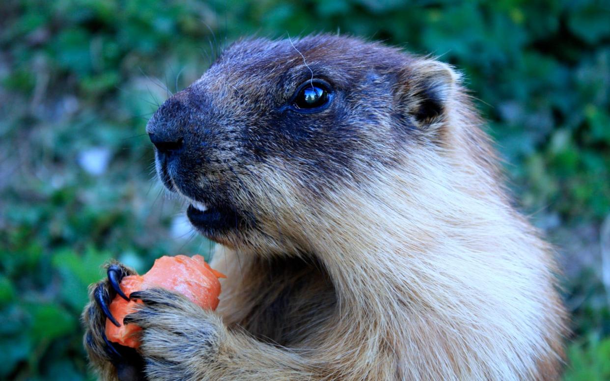 A Mongolian marmot enjoys a snack - Wikipedia