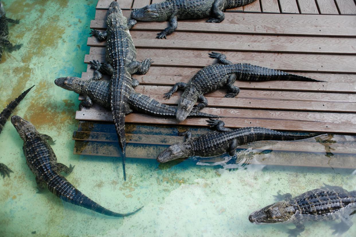 Alligators lie on the boardwalk platform waiting to feed on fish from visitors at Gatorland in Orlando, Florida on June 25, 2024.