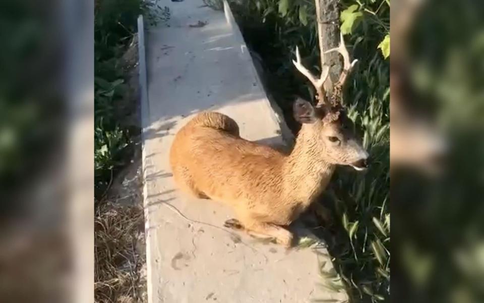 Ukrainian media share pictures of rescued wild animals and pets following the Kakhovka Hydroelectric Power Plant flood - east2west news/east2west news