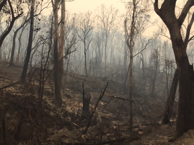 An eerie burnt out forest. Smoke in the background. 